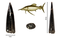 Paleosphryma ferox